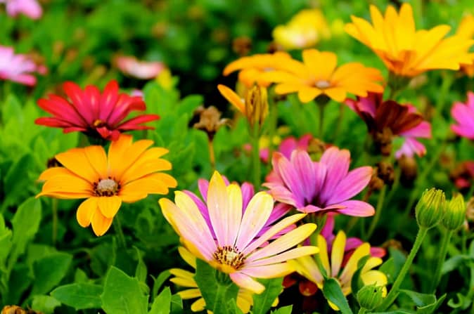 flowers