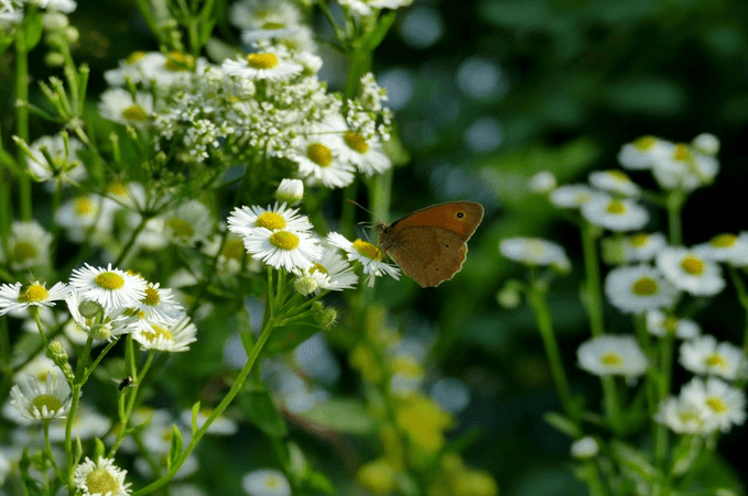 pollinator